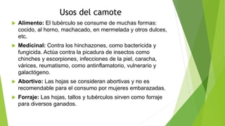 Usos del camote
 Alimento: El tubérculo se consume de muchas formas:
cocido, al horno, machacado, en mermelada y otros dulces,
etc.
 Medicinal: Contra los hinchazones, como bactericida y
fungicida. Actúa contra la picadura de insectos como
chinches y escorpiones, infecciones de la piel, caracha,
várices, reumatismo, como antinflamatorio, vulnerario y
galactógeno.
 Abortivo: Las hojas se consideran abortivas y no es
recomendable para el consumo por mujeres embarazadas.
 Forraje: Las hojas, tallos y tubérculos sirven como forraje
para diversos ganados.
 
