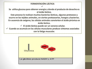 FERMENTACIÓN LÁCTICA

Se utiliza glucosa para obtener energía y donde el producto de desecho es
el ácido láctico.
Este proceso lo realizan muchas bacterias lácticas, algunos protozoos y
ocurre en los tejidos animales, en ciertos protozoarios, hongos y bacterias.
En ausencia de oxígeno, las células animales convierten el ácido pirúvico en
ácido láctico.
 El ácido láctico puede ser un veneno celular.
 Cuando se acumula en las células musculares produce síntomas asociados
con la fatiga muscular.
 