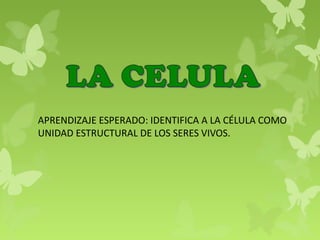 APRENDIZAJE ESPERADO: IDENTIFICA A LA CÉLULA COMO
UNIDAD ESTRUCTURAL DE LOS SERES VIVOS.
 