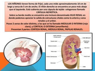 SISTEMA RENAL O URINARIO CLASE 26 | PPTX