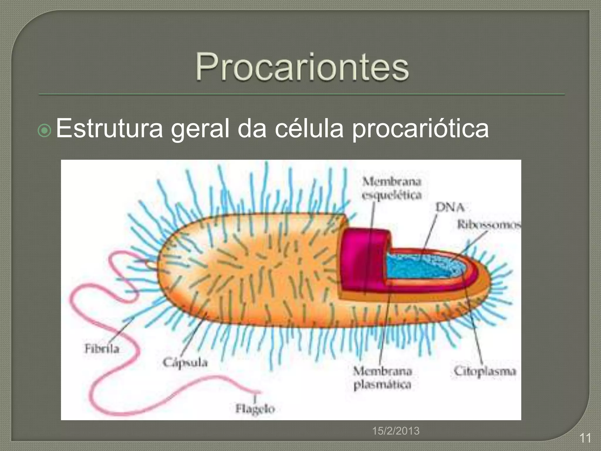Biologia 2º ano frente 2 - procariontes | PPTX