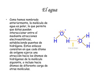 El agua
• Como hemos nombrado
anteriormente, la molécula de
agua es polar, lo que permite
que éstas puedan
interaccionar entre sí
mediante atracciones
electroestáticas,
estableciendo puentes de
hidrógeno. Estos enlaces
consisten en que cada átomo
de oxígeno ejerce una
atracción hacia los átomos de
hidrógenos de la molécula
siguiente, o incluso hacia
átomos de diferente carga de
otras moléculas.

 