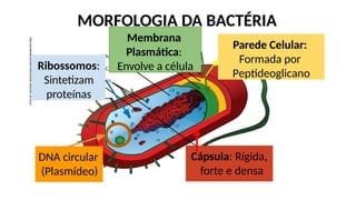 MORFOLOGIA DA BACTÉRIA
https://pt.wikipedia.org/wiki/Ficheiro:Average_prokaryote_cell_pt.svg
Parede Celular:
Formada por
Peptideoglicano
Ribossomos:
Sintetizam
proteínas
Cápsula: Rígida,
forte e densa
DNA circular
(Plasmídeo)
Membrana
Plasmática:
Envolve a célula
 