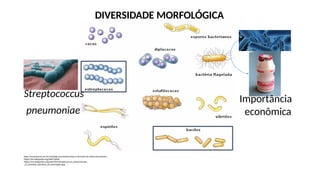 https://essaseoutras.com.br/morfologia-das-bacterias-tipos-e-formatos-de-celulas-procariontes/
https://en.wikipedia.org/wiki/Yakult
https://en.wikipedia.org/wiki/File:Streptococcus_pneumoniae_-
_A_causative_bacteria_of_meningitis.jpg
DIVERSIDADE MORFOLÓGICA
Streptococcus
pneumoniae
Importância
econômica
 