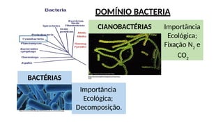 DOMÍNIO BACTERIA
http://biomariangeles.blogspot.com/p/inicio.
html
https://commons.wikimedia.org/wiki/File:Estos_son_lo_estromatolitos.jpg
BACTÉRIAS
CIANOBACTÉRIAS Importância
Ecológica;
Fixação N2
e
CO2
Importância
Ecológica;
Decomposição.
 