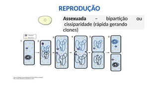 REPRODUÇÃO
Assexuada – bipartição ou
cissiparidade (rápida gerando
clones)
https://pt.wikipedia.org/wiki/Reprodu%C3%A7%C3%A3o_assexuada
https://simple.wikipedia.org/wiki/Binary_fission
 