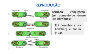 REPRODUÇÃO
https://pt.wikipedia.org/wiki/Conjuga
%C3%A7%C3%A3o_bacteriana
Sexuada – conjugação
(sem aumento de número
de indivíduos)
Foi descoberta por
Ledeberg e Tatum
(1946)
https://pt.wikipedia.org/wiki/
Pilus
 
