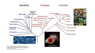 https://pt.m.wikipedia.org/wiki/Ficheiro:Phylogenetic_tree_pt.svg https://www
.engenerico.com/por-que-se-hacen-las-bacterias-resistentes-a-los-antibioticos/
LA CIENCIA DE LA VIDA: Día del orgullo friki 2017: Las arqueas de Asgard
(biogeocarlos.blogspot.com)
https://commons.wikimedia.org/wiki/File:Eukaryota_diversity_1.JPG
 