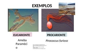 PROCARIONTE
EUCARIONTE
Pirococcus furioso
Ameba
Paraméci
o
https://es.wikipedia.org/wiki/Prokaryota
https://pt.wikipedia.org/wiki/Pyrococcus_furio
sus
Maestro Eduardo: NS 4th THE LIVING
THINGS. PLANTS
(maestroeduardomartinez.blogspot.com)
EXEMPLOS
 