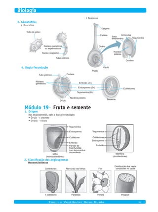 Dupla fecundação4.
Tegumentos (2n)
Endosperma (3n)
Núcleos
Tubo polínico
gaméticos
Núcleos polares
Oosfera
Embrião (2n)
Semente
Cotilédones
Óvulo
Gametófitos3.
Masculino•	
Núcleo vegetativo
Núcleos gaméticos
ou espermáticos
Grão de pólen
Tubo polínico
Feminino•	
Estigma
Ovário
Óvulo
Pistilo
Antípodas
Tegumentos
Núcleos
polares
Oosfera
Estilete
Saco
embrionário
Módulo 19· Fruto e semente
Origem1.
Nas angiospermas, após a dupla fecundação:
Óvulo•	 → semente
Ovário•	 → fruto
Endosperma
Endosperma
Cotilédone Cotilédones
Embrião
EmbriãoParede do
fruto fundida
com tegumentos
da semente
Tegumentos
Mamona
(dicotiledônea)
Milho
(monocotiledônea)
Tegumentos
Classificação das angiospermas2.
Monocotiledôneas
Cotilédones Nervuras nas folhas Flor
Distribuição dos vasos
condutores no caule
1 cotilédone Paralelas Trímera Irregular	
Enem e Vestibular Dose Dupla 96
Biologia
 