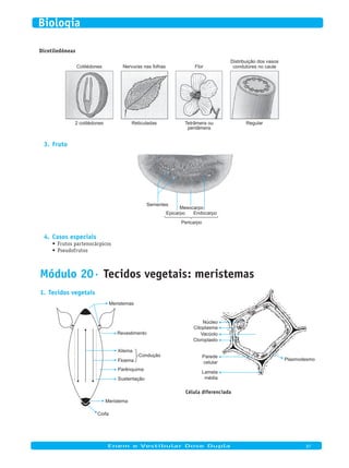 Dicotiledôneas
Cotilédones
2 cotilédones
Nervuras nas folhas
Reticuladas
Flor
Regular
Distribuição dos vasos
condutores no caule
Tetrâmera ou
pentâmera
Fruto3.
Endocarpo
Sementes
Epicarpo
Mesocarpo
Pericarpo
Casos especiais4.
Frutos partenocárpicos•	
Pseudofrutos•	
Módulo 20· Tecidos vegetais: meristemas
Tecidos vegetais1.
Meristemas
Revestimento
Xilema
Floema
Parênquima
Sustentação
Meristema
Coifa
Condução
Plasmodesmo
Lamela
média
Parede
celular
Cloroplasto
Vacúolo
Citoplasma
Núcleo
Célula diferenciada
	
Enem e Vestibular Dose Dupla 97
Biologia
 