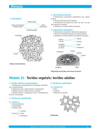 Meristemas2.
Núcleo
Citoplasma
Célula meristemática
(indiferenciada)
Diferenciação
Desdiferenciação
Célula
diferenciada
Células meristemáticas
Meristemas primários3.
Determinam crescimento longitudinal (em compri-•	
mento).
Derivam diretamente do embrião.•	
Localizam-se nos ápices do caule e da raiz e nas ge-•	
mas laterais ou axilares.
Originam os tecidos adultos da planta.•	
Meristemas secundários4.
Determinam crescimento lateral (em espessura).•	
Derivam da desdiferenciação dos tecidos adultos.•	
Originam os tecidos adultos secundários da planta.•	
Câmbio
vascular
Felogênio
ou câmbio
da casca
Xilema
Floema
Súber
Feloderma
–
–
Xilema
Felogênio Súber
Feloderma
Câmbio
Floema
Disposição dos tecidos num tronco de árvore
Módulo 21· Tecidos vegetais: tecidos adultos
Tecidos adultos ou permanentes1.
Parênquima: preenchimento, fotossíntese (clorofilia-•	
no), armazenamento
Epiderme (viva) e súber (morto): revestimento•	
Xilema (morto) e floema (vivo): condução•	
Xilema (morto), colênquima (vivo) e esclerênquima•	
(morto): sustentação
Tecidos de revestimento2.
Epiderme2.1.
Uniestratificada•	
Aclorofilada•	
Células vivas•	
Anexos•	
−
−
−





cut cula
p los
est matos
í
e
ô
Tecidos de sustentação3.
Colênquima3.1.
Vivo•	
Flexível•	
Reforços de celulose•	
Colênquima
	
Enem e Vestibular Dose Dupla 98
Biologia
 