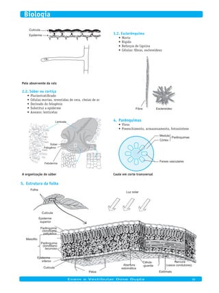 Cutícula
Epiderme
Pelo absorvente da raiz
Súber ou cortiça2.2.
Pluriestratificado•	
Células mortas, revestidas de cera, cheias de ar•	
Derivado do felogênio•	
Substitui a epiderme•	
Anexos: lenticelas•	
Lenticela
Súber
Felogênio
Feloderma
A organização do súber
Esclerênquima3.2.
Morto•	
Rígido•	
Reforços de lignina•	
Células: fibras, esclereídeos•	
Fibra Esclereídeo
Parênquimas4.
Vivos•	
Preenchimento, armazenamento, fotossíntese•	
Medula
Córtex
Feixes vasculares
Parênquimas
Caule em corte transversal
Estrutura da folha5.
Folha
Luz solar
Cutícula
Epiderme
superior
Mesofilo
Parênquima
clorofiliano
paliçádico
Parênquima
clorofiliano
lacunoso
Epiderme
inferior
Cutícula
Pelos
Abertura
estomática
Célula-
-guarda
Estômato
Nervura
(vasos condutores)
	
Enem e Vestibular Dose Dupla 99
Biologia
 
