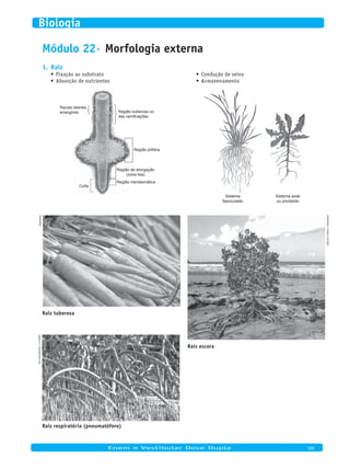 Módulo 22· Morfologia externa
Raiz1.
Fixação ao substrato•	
Absorção de nutrientes•	
Condução de seiva•	
Armazenamento•	
Região suberosa ou
das ramificações
Raízes laterais
emergindo
Região pilífera
Região meristemática
Coifa
Região de elongação
(zona lisa)
Sistema
fasciculado
Sistema axial
ou pivotante
WikimeDia
Raiz tuberosa
WikimeDia/murielGottroP
Raiz escora
Daniel76/Dreamstime.Com
Raiz respiratória (pneumatóforo)
	
Enem e Vestibular Dose Dupla 100
Biologia
 