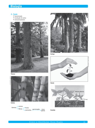 Caule2.
Sustentação•	
Condução de seiva•	
Armazenamento•	
PhotoDisC/GettyimaGes
Tronco
mouseDeer/Dreamstime.Com
Colmo
Gemas
ramos
flores
frutos
sementes
germinação nova
planta
WouterhaGens/WikimeDia
Estipe
raDkeViChsiarhei/Dreamstime.Com
Haste
Nova planta
Estolão
Raízes adventícias
Estolão
	
Enem e Vestibular Dose Dupla 101
Biologia
 