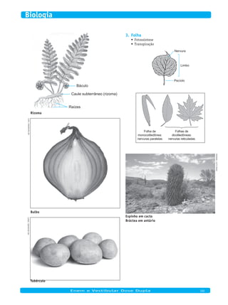 Báculo
Caule subterrâneo (rizoma)
Raízes
Rizoma
Cloki/Dreamstime.Com
Bulbo
GleBus/Dreamstime.Com
Tubérculo
Folha3.
Fotossíntese•	
Transpiração•	
Nervura
Limbo
Pecíolo
Folha de
monocotiledônea:
nervuras paralelas
Folhas de
dicotiledôneas:
nervuras reticuladas
PhotoDisC/GettyimaGes
Espinho em cacto
Bráctea em antúrio
	
Enem e Vestibular Dose Dupla 102
Biologia
 