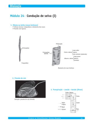 Módulo 24· Condução de seiva (I)
Xilema ou lenho (vasos lenhosos)1.
Células mortas: traqueídeos e elementos dos vasos•	
Parede com lignina•	
Pontuações
Traqueídeo
Pontuações
laterais
Perfuração
mais velho
interno
não condutor (obstruído)
mais jovem
externo
condutor
Cerne: xilema
Alburno: xilema
Elemento de vaso lenhoso
Pressão de raiz2.
Gutação: pressão de raiz elevada
Transpiração – coesão – tensão (Dixon)3.
1 Folha
Caule
Raiz
3
4
5
6
Folha Xilema
Vapor
d’água
Água
Açúcar
2
7
	
Enem e Vestibular Dose Dupla 104
Biologia
 