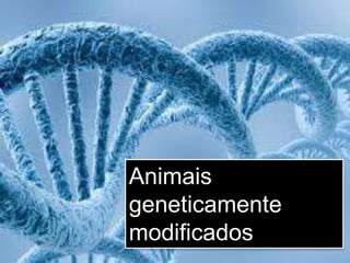 Animais
geneticamente
modificados
 