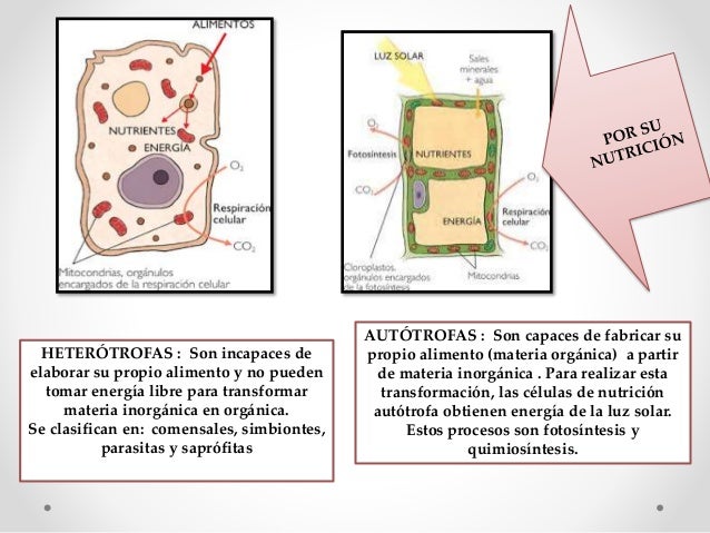 LA CÉLULA Y TEORÍA CELULAR CLASE 3