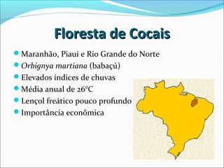 Floresta de CocaisFloresta de Cocais
Maranhão, Piauí e Rio Grande do Norte
Orbignya martiana (babaçú)
Elevados índices de chuvas
Média anual de 26°C
Lençol freático pouco profundo
Importância econômica
 