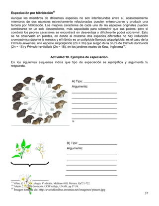 Especiación por hibridación17
Aunque los miembros de diferentes especies no son interfecundos entre sí, ocasionalmente
miembros de dos especies estrechamente relacionadas pueden entrecruzarse y producir una
tercera por hibridación. Los mejores caracteres de cada una de las especies originales pueden
combinarse en un solo descendiente, más capacitado para sobrevivir que sus padres; pero si
combinó los peores caracteres se encontrará en desventaja y difícilmente podrá sobrevivir. Esto
se ha observado en plantas, en donde al cruzarse dos especies diferentes no hay reducción
cromosómica durante la meiosis y el híbrido es un poliploide llamado alopoliploide; es el caso de la
Primula kewensis, una especie alopoliploide (2n = 36) que surgió de la cruza de Primula floribunda
(2n = 18) y Primula verticillata (2n = 18), en los jardines reales de Kew, Inglaterra18.


                                       Actividad 10. Ejemplos de especiación.
En los siguientes esquemas indica que tipo de especiación se ejemplifica y argumenta tu
respuesta.



                                                          A) Tipo: ___________________
                                                          Argumento:
                                                          __________________________
                                                          __________________________
                                                          __________________________
                                                          __________________________
                                                          __________________________
                                                          __________________________
                                                          19




                                                      B) Tipo: ______________________
                                                      Argumento:
                                                      _____________________________
                                                      _____________________________
                                                     _____________________________
                                                     _____________________________
                                                    ______________________________

17
     Villee, C. (1996) Biología. 8ª edición. McGraw-Hill, México. Pp721-722.
18
     Toledo, E. (2005) Evolución. CCH Vallejo, UNAM. pp 57-58.
19
     Imagen tomada de: http://evolutionibus.eresmas.net/imagenes/pinzon.jpg
                                                                                                 37
 