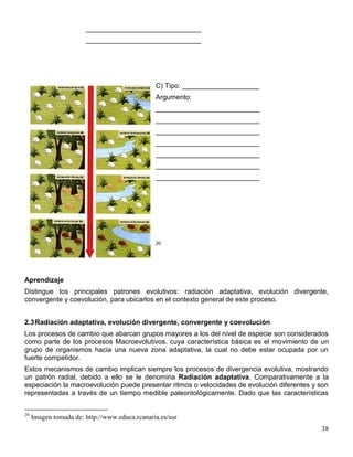 ______________________________
                       ______________________________




                                               C) Tipo: ____________________
                                               Argumento:
                                               ___________________________
                                               ___________________________
                                               ___________________________
                                               ___________________________
                                               ___________________________
                                               ___________________________
                                               ___________________________




                                               20




Aprendizaje
Distingue los principales patrones evolutivos: radiación adaptativa, evolución divergente,
convergente y coevolución, para ubicarlos en el contexto general de este proceso.


2.3 Radiación adaptativa, evolución divergente, convergente y coevolución
Los procesos de cambio que abarcan grupos mayores a los del nivel de especie son considerados
como parte de los procesos Macroevolutivos, cuya característica básica es el movimiento de un
grupo de organismos hacia una nueva zona adaptativa, la cual no debe estar ocupada por un
fuerte competidor.
Estos mecanismos de cambio implican siempre los procesos de divergencia evolutiva, mostrando
un patrón radial, debido a ello se le denomina Radiación adaptativa. Comparativamente a la
especiación la macroevolución puede presentar ritmos o velocidades de evolución diferentes y son
representadas a través de un tiempo medible paleontológicamente. Dado que las características


20
     Imagen tomada de: http://www.educa.rcanaria.es/usr
                                                                                             38
 