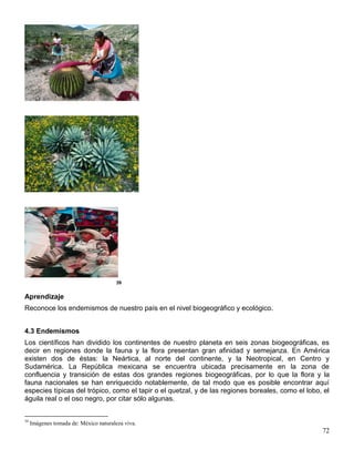 39


Aprendizaje
Reconoce los endemismos de nuestro país en el nivel biogeográfico y ecológico.


4.3 Endemismos
Los científicos han dividido los continentes de nuestro planeta en seis zonas biogeográficas, es
decir en regiones donde la fauna y la flora presentan gran afinidad y semejanza. En América
existen dos de éstas: la Neártica, al norte del continente, y la Neotropical, en Centro y
Sudamérica. La República mexicana se encuentra ubicada precisamente en la zona de
confluencia y transición de estas dos grandes regiones biogeográficas, por lo que la flora y la
fauna nacionales se han enriquecido notablemente, de tal modo que es posible encontrar aquí
especies típicas del trópico, como el tapir o el quetzal, y de las regiones boreales, como el lobo, el
águila real o el oso negro, por citar sólo algunas.


39
     Imágenes tomada de: México naturaleza viva.
                                                                                                   72
 