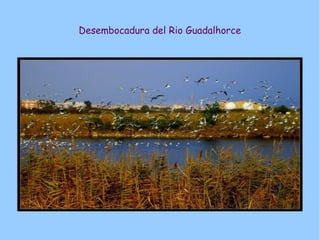 Desembocadura del Rio Guadalhorce
 