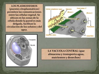 LOS PLASMODESMOS
(puentes citoplasmáticos)
permiten las comunicaciones
entre las células vegetal. Se
ubican en las zonas de la
célula donde la pared es más
delgada, facilitan la
circulación de los solutos y del
agua.
LA VACUOLA CENTRAL (que
almacena y transporta agua,
nutrientes y desechos)
 