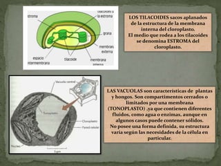 LOS TILACOIDES sacos aplanados
de la estructura de la membrana
interna del cloroplasto.
El medio que rodea a los tilacoides
se denomina ESTROMA del
cloroplasto.
LAS VACUOLAS son características de plantas
y hongos. Son compartimentos cerrados o
limitados por una membrana
(TONOPLASTO) ,ya que contienen diferentes
fluidos, como agua o enzimas, aunque en
algunos casos puede contener sólidos.
No posee una forma definida, su estructura
varía según las necesidades de la célula en
particular.
 