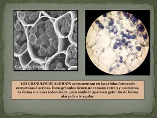LOS GRÁNULOS DE ALMIDÓN se encuentran en las células formando
estructuras discretas. Estos gránulos tienen un tamaño entre 2 y 100 micras.
La forma suele ser redondeada, pero también aparecen gránulos de forma
alargada e irregular.
 