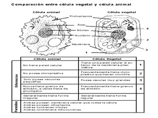 CÉLULA ANIMAL Y VEGETAL CLASE 5