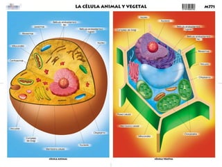 CÉLULA ANIMAL Y VEGETAL CLASE 5