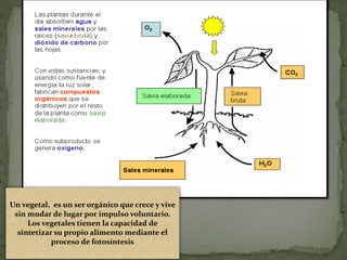 Un vegetal, es un ser orgánico que crece y vive
sin mudar de lugar por impulso voluntario.
Los vegetales tienen la capacidad de
sintetizar su propio alimento mediante el
proceso de fotosíntesis
 