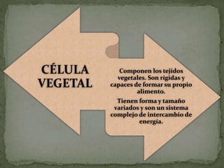 CÉLULA
VEGETAL
Componen los tejidos
vegetales. Son rígidas y
capaces de formar su propio
alimento.
Tienen forma y tamaño
variados y son un sistema
complejo de intercambio de
energía.
 
