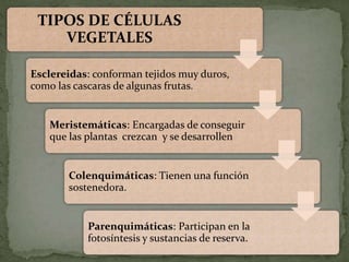 TIPOS DE CÉLULAS
VEGETALES
Esclereidas: conforman tejidos muy duros,
como las cascaras de algunas frutas.
Meristemáticas: Encargadas de conseguir
que las plantas crezcan y se desarrollen
Colenquimáticas: Tienen una función
sostenedora.
Parenquimáticas: Participan en la
fotosíntesis y sustancias de reserva.
 