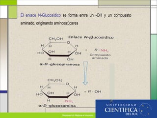 El enlace N-Glucosídico se forma entre un -OH y un compuesto
aminado, originando aminoazúcares
 
