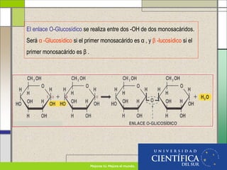 El enlace O-Glucosídico se realiza entre dos -OH de dos monosacáridos.
Será α -Glucosídico si el primer monosacárido es α , y β -lucosídico si el
primer monosacárido es β .
 