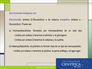 Sus funciones biológicas son:
Estructurales (enlace β-Glucosídico) o de reserva energética (enlace α -
Glucosídico). Puede ser:
a) Homopolisacáridos: formados por monosacáridos de un solo tipo.
- Unidos por enlace α tenemos el almidón y el glucógeno.
- Unidos por enlace β tenemos la celulosa y la quitina.
b) Heteropolisacárido: el polímero lo forman mas de un tipo de monosacárido.
- Unidos por enlace α tenemos la pectina, la goma arábiga y el agar-agar.
 