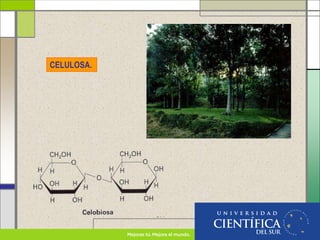 CELULOSA.
 