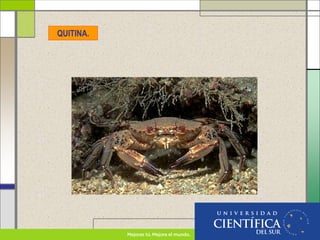 QUITINA.
 