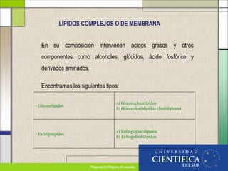 En su composición intervienen ácidos grasos y otros
componentes como alcoholes, glúcidos, ácido fosfórico y
derivados aminados.
Encontramos los siguientes tipos:
- Glicerolípidos
a) Gliceroglucolípidos
b) Glicerofosfolípidos (fosfolípidos)
- Esfingolípidos
a) Esfingoglucolípidos
b) Esfingofosfólípidos
LÍPIDOS COMPLEJOS O DE MEMBRANA
 