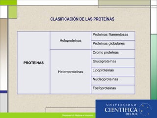 CLASIFICACIÓN DE LAS PROTEÍNAS
PROTEÍNAS
Holoproteínas
Proteínas filamentosas
Proteínas globulares
Heteroproteínas
Cromo proteínas
Glucoproteínas
Lipoproteínas
Nucleoproteínas
Fosfoproteínas
 