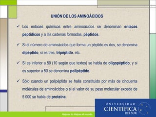 UNIÓN DE LOS AMINOÁCIDOS
 Los enlaces químicos entre aminoácidos se denominan enlaces
peptídicos y a las cadenas formadas, péptidos.
 Si el número de aminoácidos que forma un péptido es dos, se denomina
dipéptido, si es tres, tripéptido. etc.
 Si es inferior a 50 (10 según que textos) se habla de oligopéptido, y si
es superior a 50 se denomina polipéptido.
 Sólo cuando un polipéptido se halla constituido por más de cincuenta
moléculas de aminoácidos o si el valor de su peso molecular excede de
5 000 se habla de proteína.
 