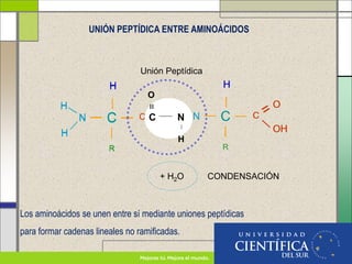 Los aminoácidos se unen entre sí mediante uniones peptídicas
para formar cadenas lineales no ramificadas.
C
H
R
C
O
OH
N
H
H
C
H
R
C
O
OH
N
H
H
C N
=
O
H
C
H
R
N
H
H
C
H
R
C
O
OH
+ H2O
Unión Peptídica
UNIÓN PEPTÍDICA ENTRE AMINOÁCIDOS
CONDENSACIÓN
 