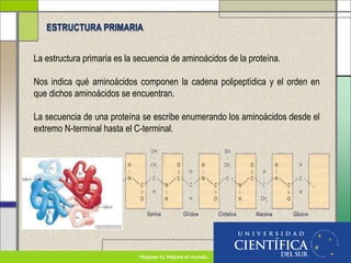 La estructura primaria es la secuencia de aminoácidos de la proteína.
Nos indica qué aminoácidos componen la cadena polipeptídica y el orden en
que dichos aminoácidos se encuentran.
La secuencia de una proteína se escribe enumerando los aminoácidos desde el
extremo N-terminal hasta el C-terminal.
ESTRUCTURA PRIMARIA
 