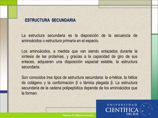 La estructura secundaria es la disposición de la secuencia de
aminoácidos o estructura primaria en el espacio.
Los aminoácidos, a medida que van siendo enlazados durante la
síntesis de las proteínas, y gracias a la capacidad de giro de sus
enlaces, adquieren una disposición espacial estable, la estructura
secundaria.
Son conocidos tres tipos de estructura secundaria: la α-hélice, la hélice
de colágeno y la conformación β o lámina plegada β. La estructura
secundaria de la cadena polipeptídica depende de los aminoácidos que
la forman.
ESTRUCTURA SECUNDARIA
 