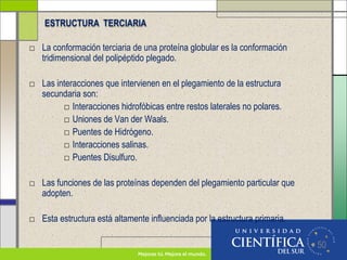 50
□ La conformación terciaria de una proteína globular es la conformación
tridimensional del polipéptido plegado.
□ Las interacciones que intervienen en el plegamiento de la estructura
secundaria son:
□ Interacciones hidrofóbicas entre restos laterales no polares.
□ Uniones de Van der Waals.
□ Puentes de Hidrógeno.
□ Interacciones salinas.
□ Puentes Disulfuro.
□ Las funciones de las proteínas dependen del plegamiento particular que
adopten.
□ Esta estructura está altamente influenciada por la estructura primaria.
ESTRUCTURA TERCIARIA
 