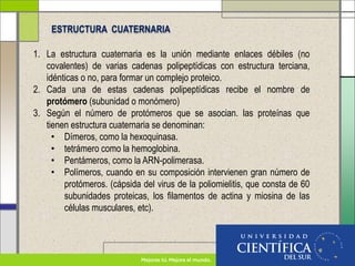 1. La estructura cuaternaria es la unión mediante enlaces débiles (no
covalentes) de varias cadenas polipeptídicas con estructura terciana,
idénticas o no, para formar un complejo proteico.
2. Cada una de estas cadenas polipeptídicas recibe el nombre de
protómero (subunidad o monómero)
3. Según el número de protómeros que se asocian. las proteínas que
tienen estructura cuaternaria se denominan:
• Dímeros, como la hexoquinasa.
• tetrámero como la hemoglobina.
• Pentámeros, como la ARN-polimerasa.
• Polímeros, cuando en su composición intervienen gran número de
protómeros. (cápsida del virus de la poliomielitis, que consta de 60
subunidades proteicas, los filamentos de actina y miosina de las
células musculares, etc).
ESTRUCTURA CUATERNARIA
 