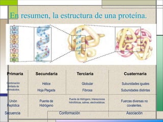 En resumen, la estructura de una proteína.
Primaria Secundaria Terciaria Cuaternaria
Secuencia Conformación
Hélice
Hoja Plegada
Globular
Fibrosa
Subunidades iguales
Subunidades distintas
Combinación
ilimitada de
aminoácidos.
Unión
Peptídica
Puente de
Hidrógeno
Puente de Hidrógeno, Interacciones
hidrofóbicas, salinas, electrostáticas. Fuerzas diversas no
covalentes.
Asociación
 